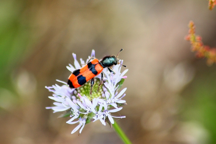 Trichodes apiarus